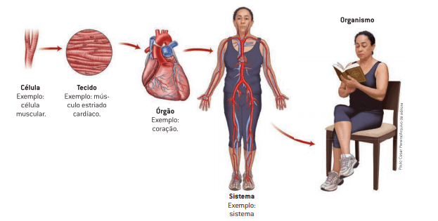 Atividada de ciencias - Níveis de Organização dos Organismos